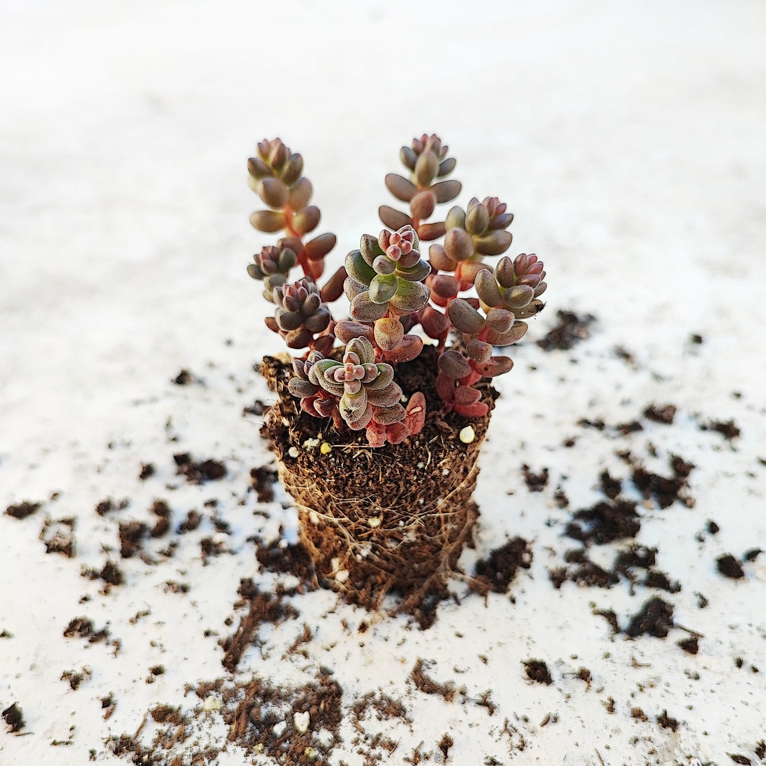Sedum stahlii coral beads, succulente plante grasse - monjungle