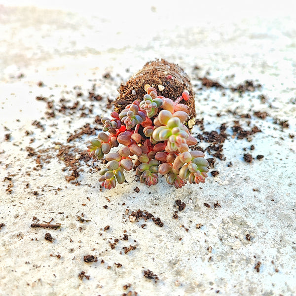Sedum stahlii coral beads, succulente plante grasse - monjungle
