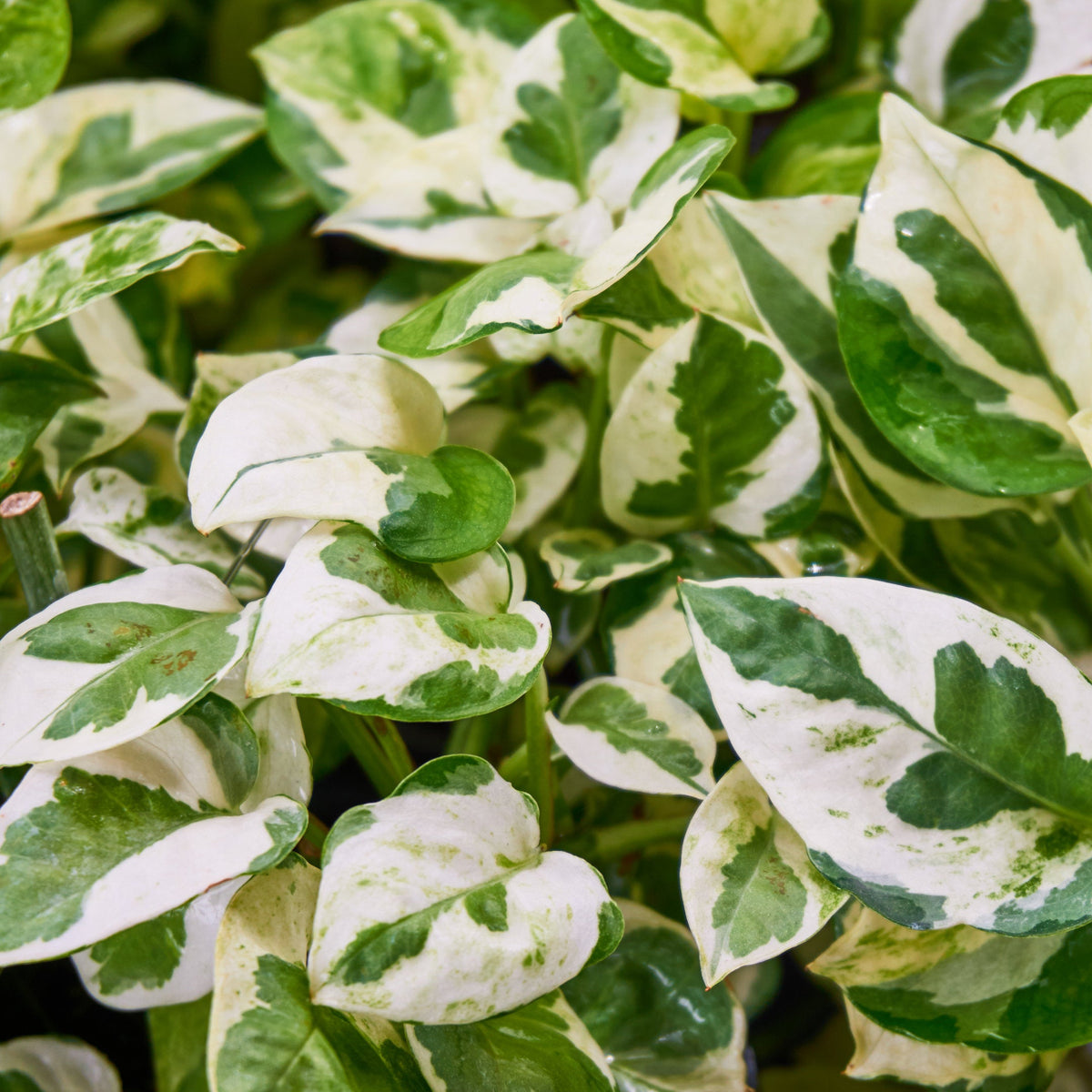 Epipremnum Aureum N'Joy monjungle