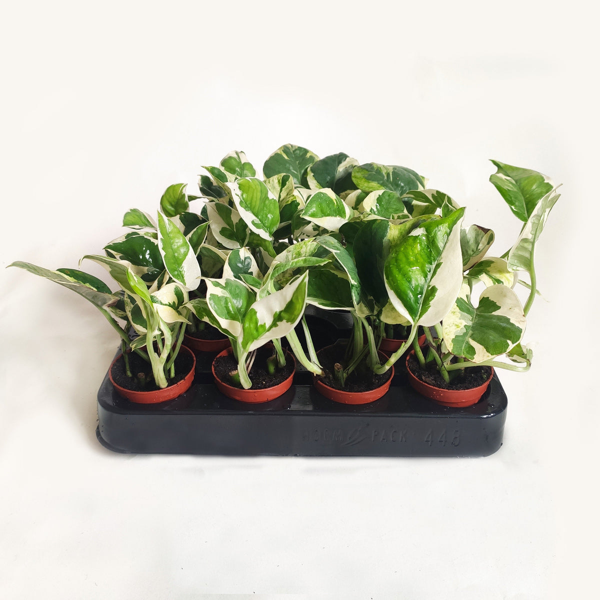 Epipremnum Aureum N'Joy monjungle