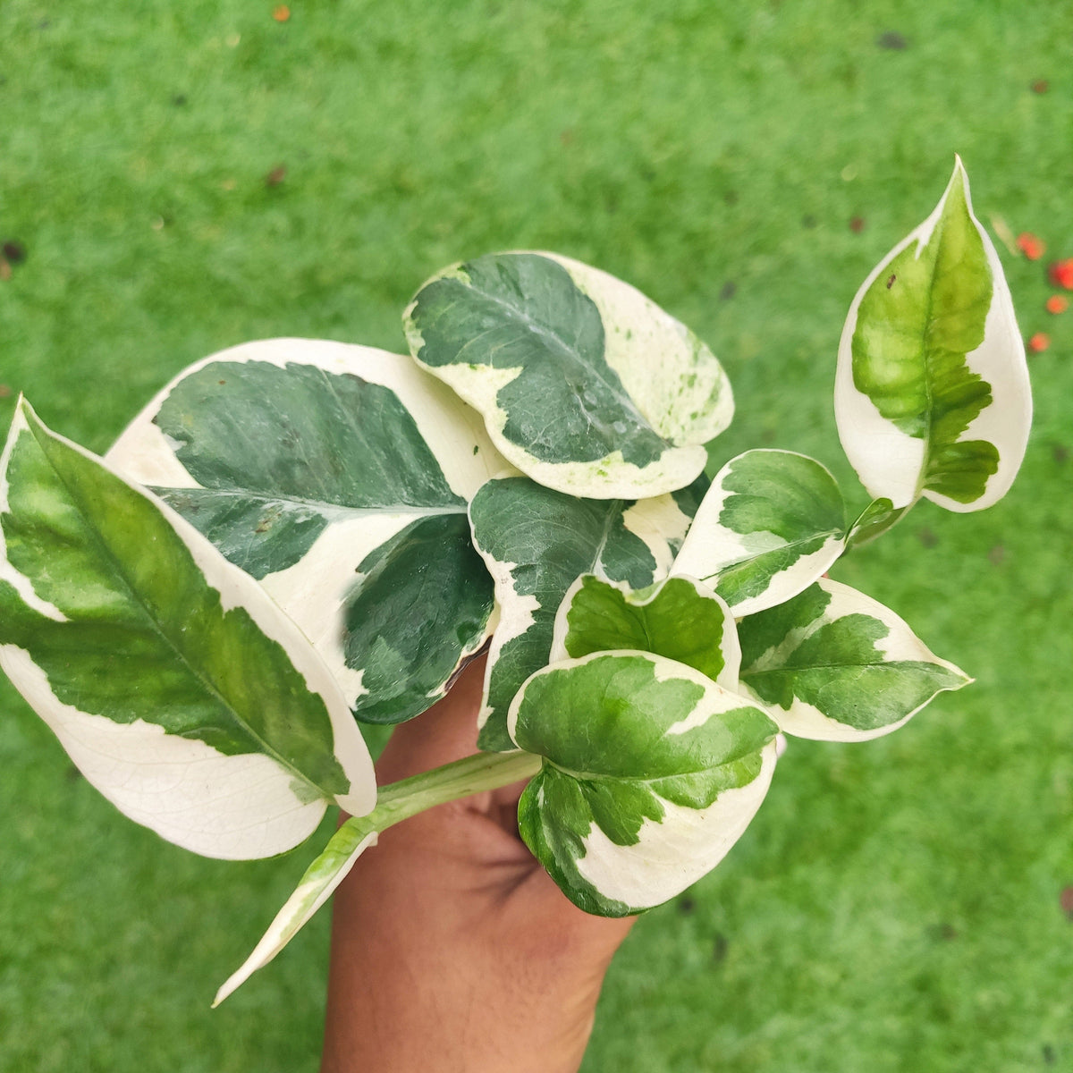 Epipremnum Aureum N'Joy monjungle