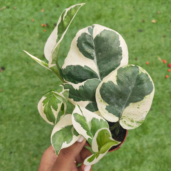 Epipremnum aureum N' JOY- 4" &lt;MonJungle&gt;3 rooted cuttings of pothos scindapsus n'joy d'epipremnum aureum - monjungle