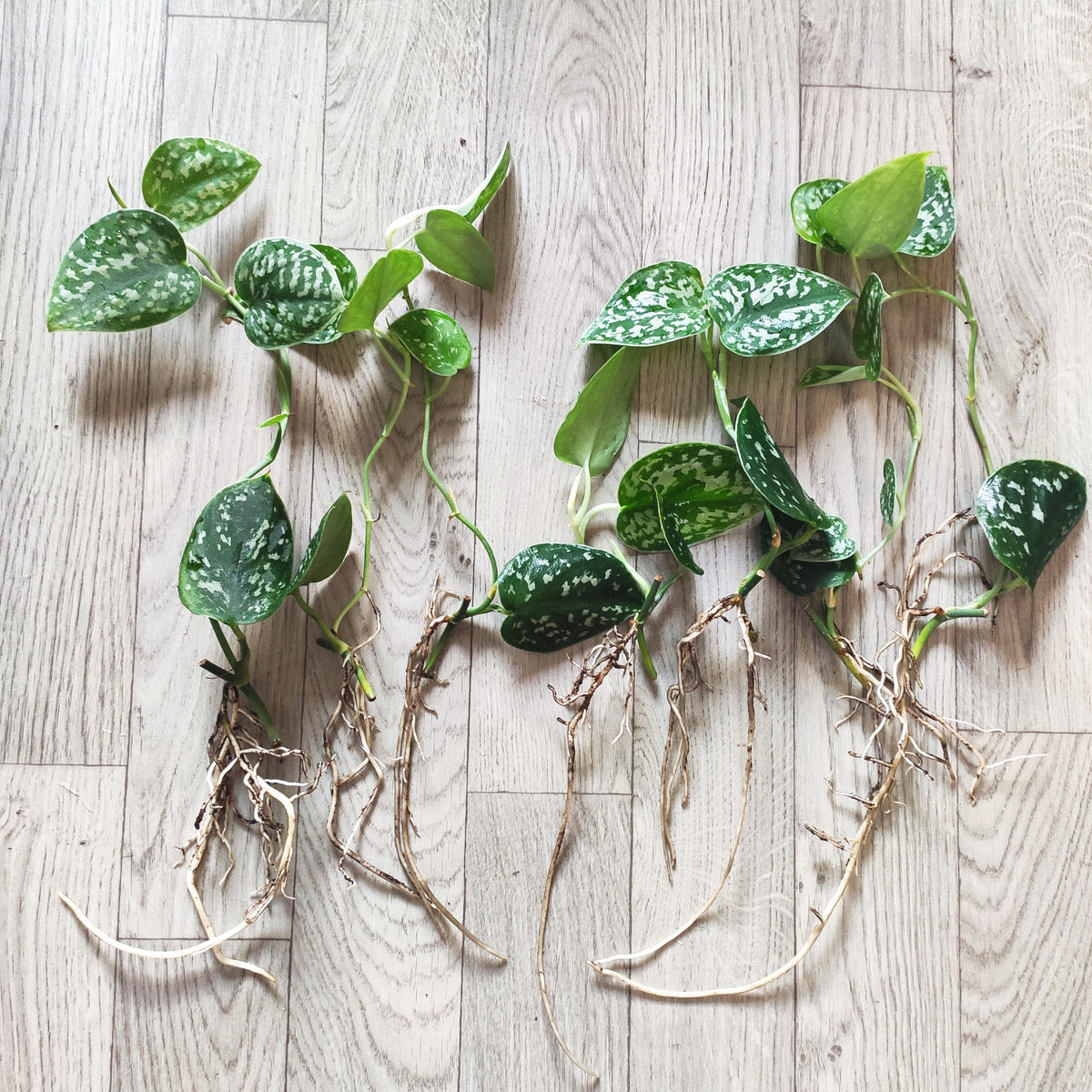 Pothos Scindapsus pictus ARGYRAEUS monjungle