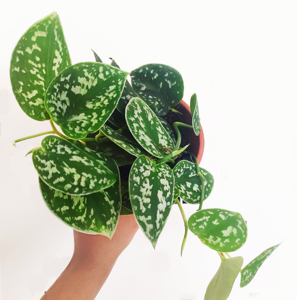 Pothos Scindapsus pictus ARGYRAEUS monjungle
