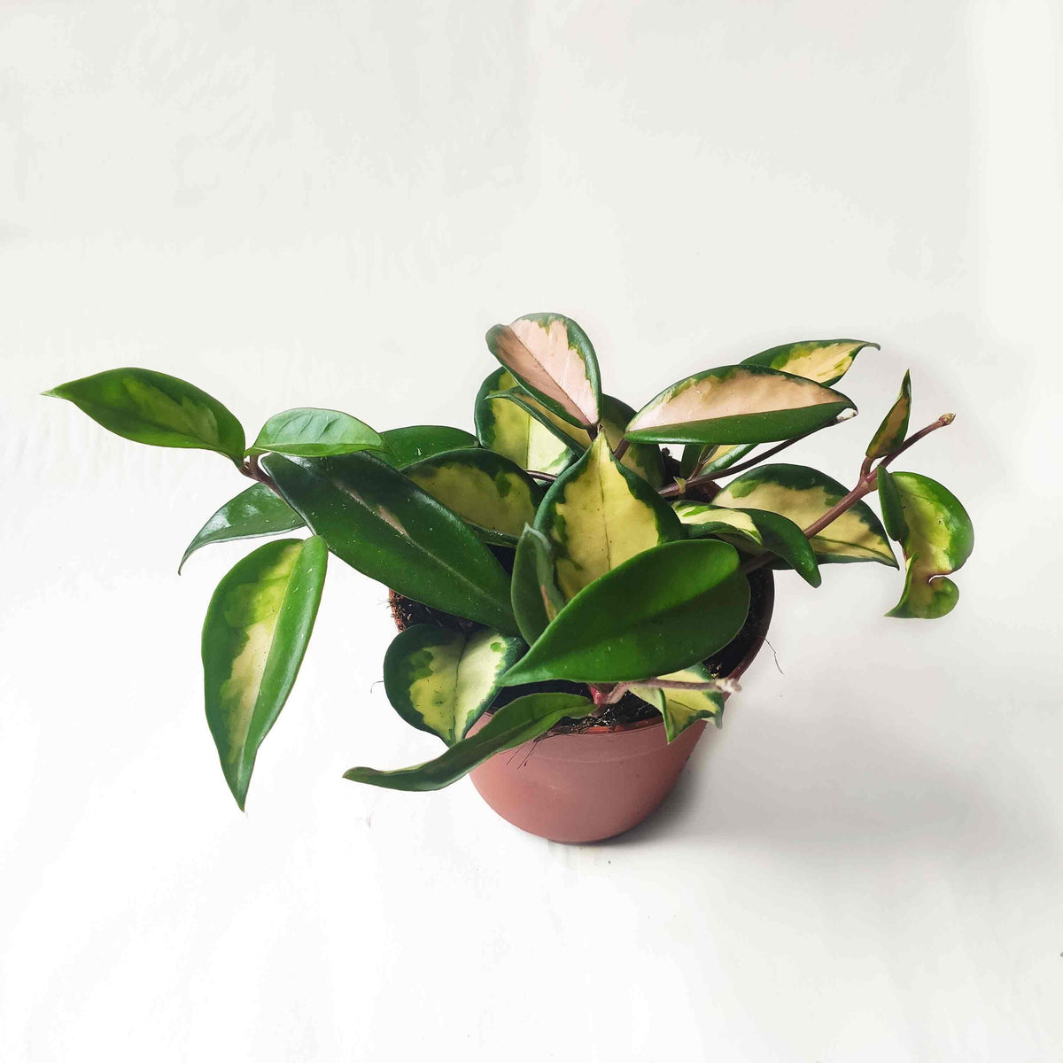 Hoya Carnosa tricolor monjungle