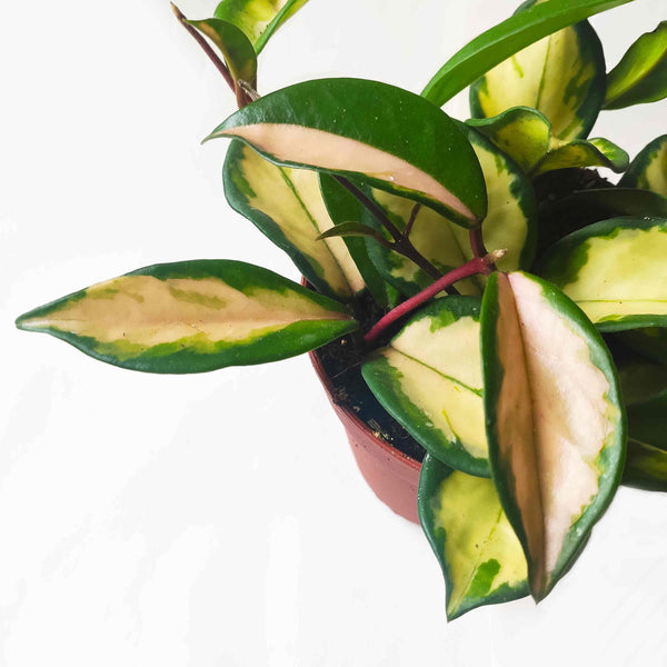 Hoya carnosa tricolor- Pot 12cm&lt;MONJUNGLE&gt; - monjungle