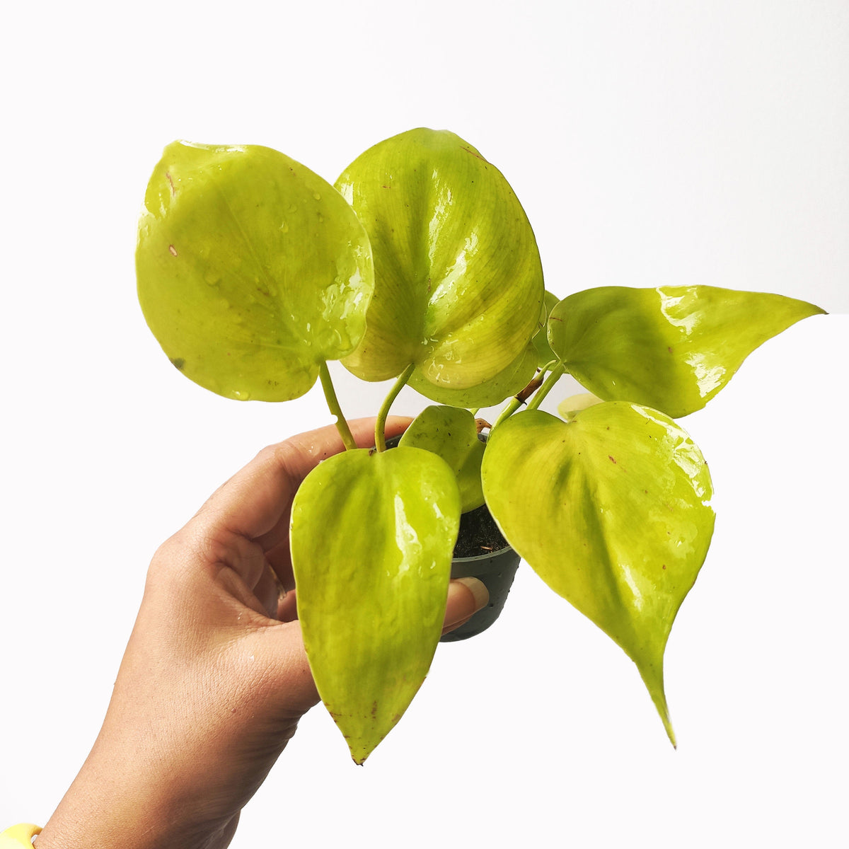 Philodendron scandens Lemon Lime monjungle