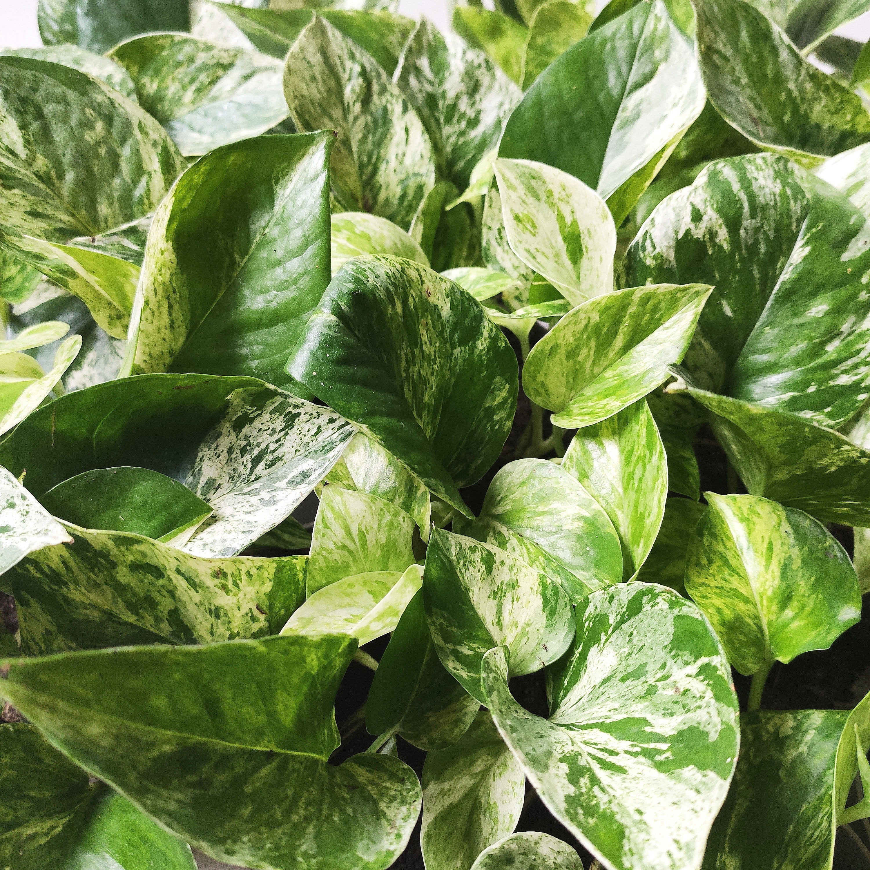 Pothos Marble Queen - Epipremnum aureum - Pothos - monjungle