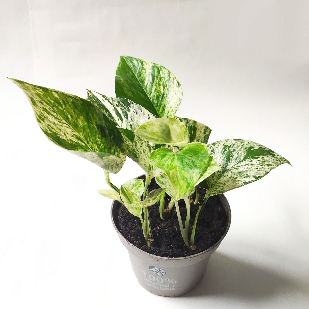 Pothos Marble Queen - Epipremnum aureum - Pothos monjungle