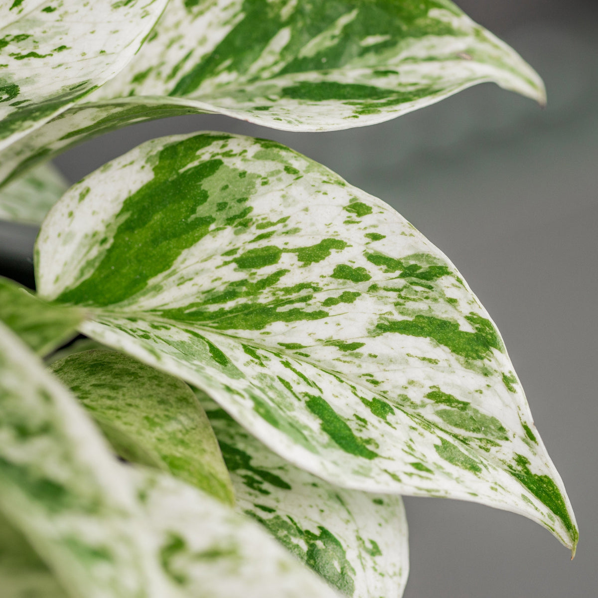 Pothos Marble Queen - Epipremnum aureum - Pothos monjungle