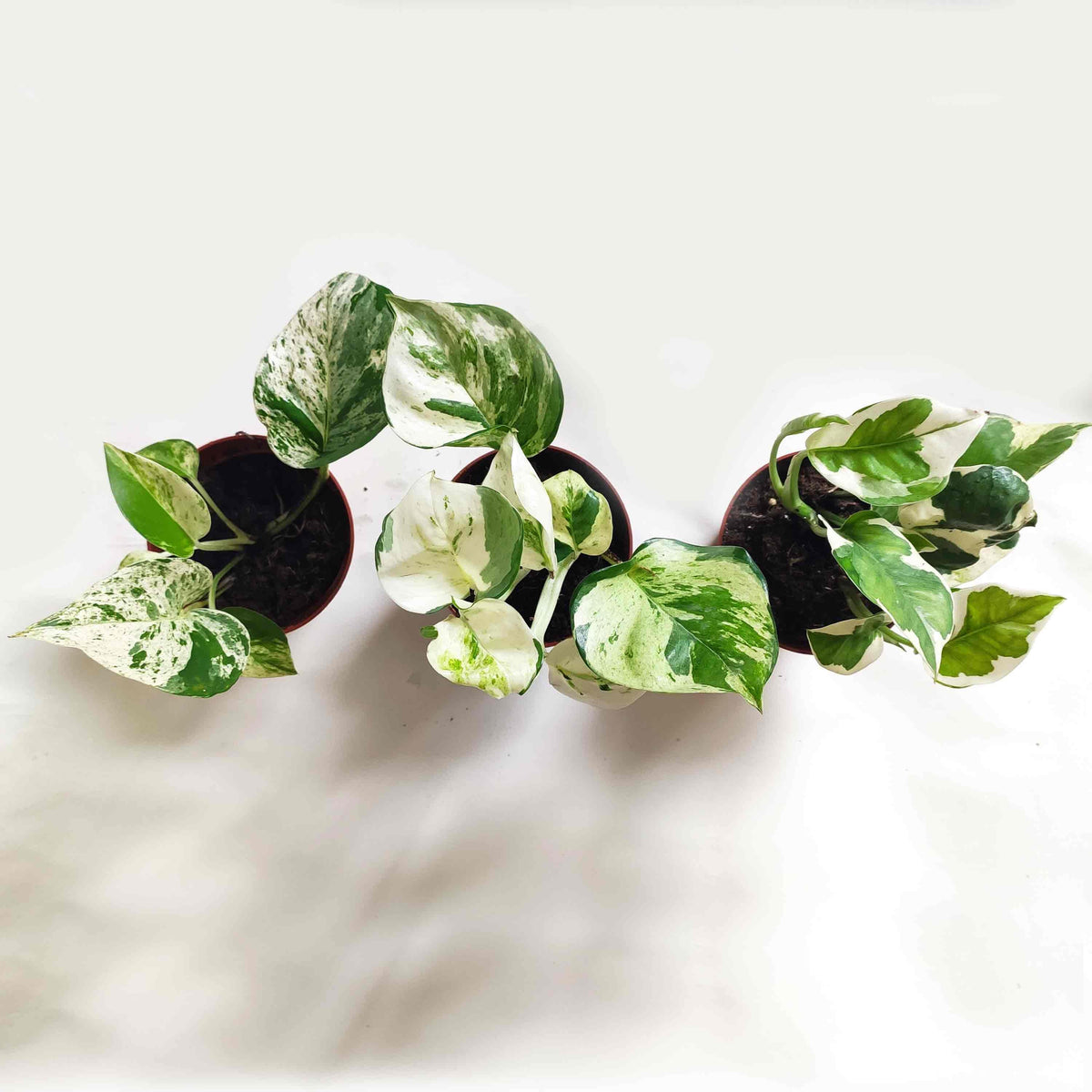 Pothos Scindapsus lot de 3 | Pothos Marble queen | Pothos Manjula | Scindapsus N-Joy monjungle