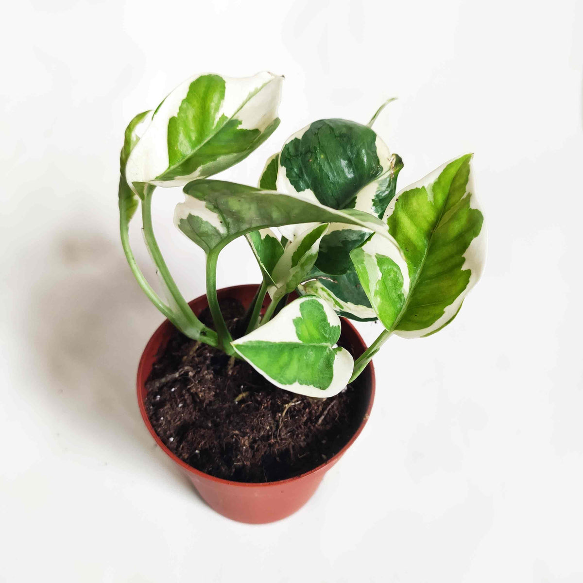 Pothos Scindapsus lot de 3 | Pothos Marble queen | Pothos Manjula | Scindapsus N-Joy monjungle