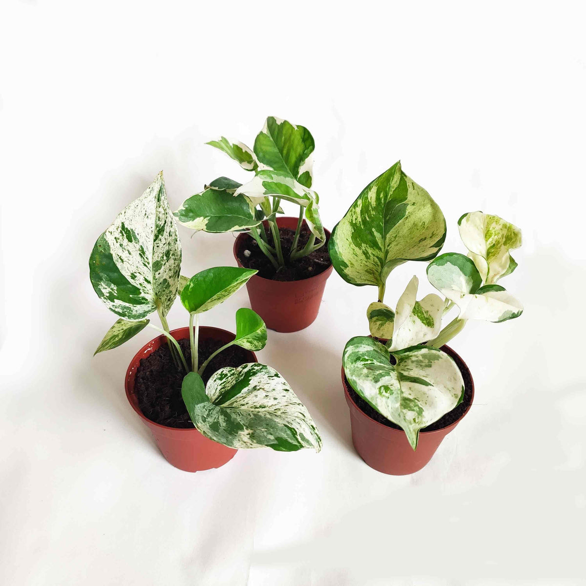 Pothos Scindapsus lot de 3 | Pothos Marble queen | Pothos Manjula | Scindapsus N-Joy monjungle