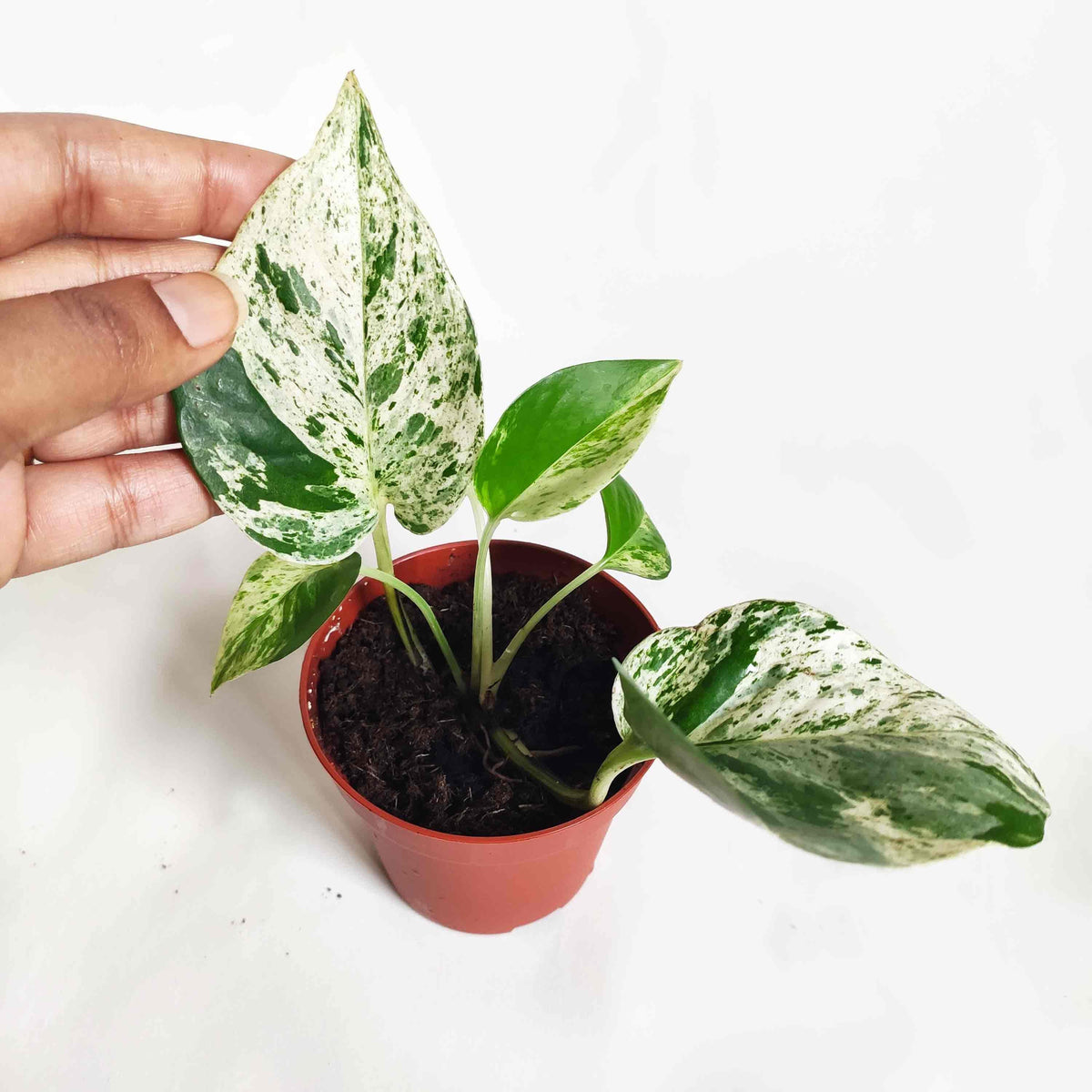 Pothos Scindapsus lot de 3 | Pothos Marble queen | Pothos Manjula | Scindapsus N-Joy monjungle