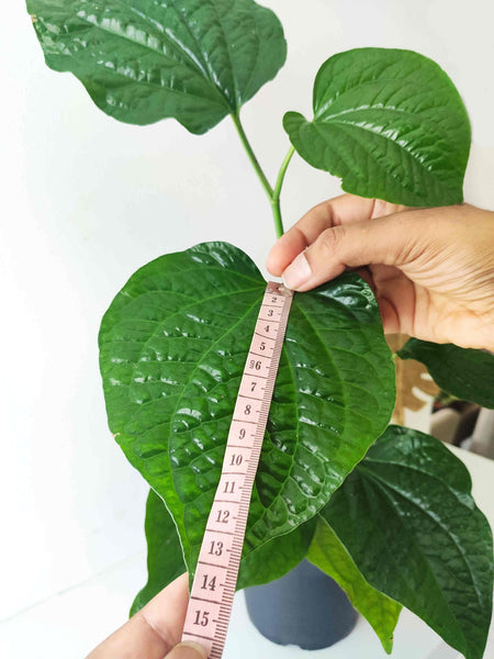 Piper sarmentosum- Grande feuilles, 51cm, Betel leaf, bétel sauvage, Bétel marron - monjungle