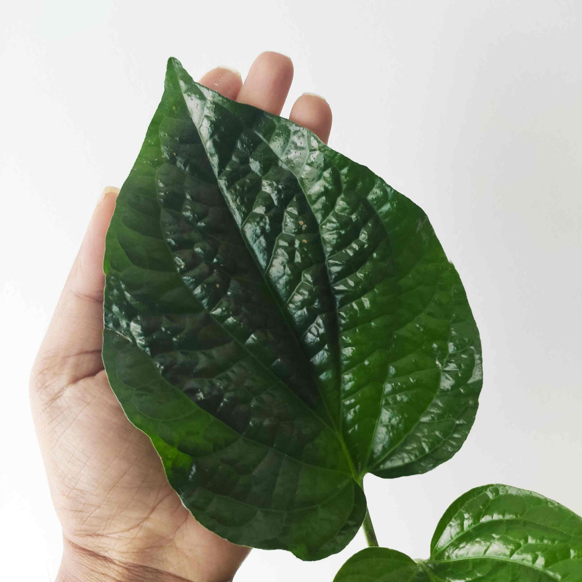 Piper sarmentosum poivre betel sauvage monjungle