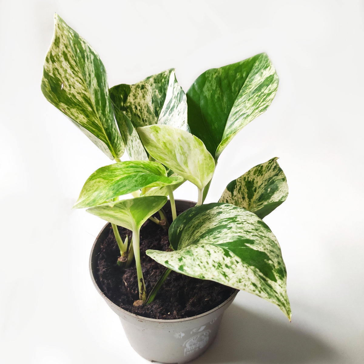 Pothos Scindapsus lot de 3 | Pothos Marble queen | Pothos Brazil | Scindapsus N-Joy monjungle