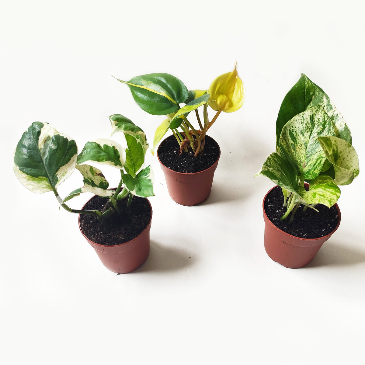 Pothos Scindapsus lot de 3 | Pothos Marble queen | Pothos Brazil | Scindapsus N-Joy monjungle