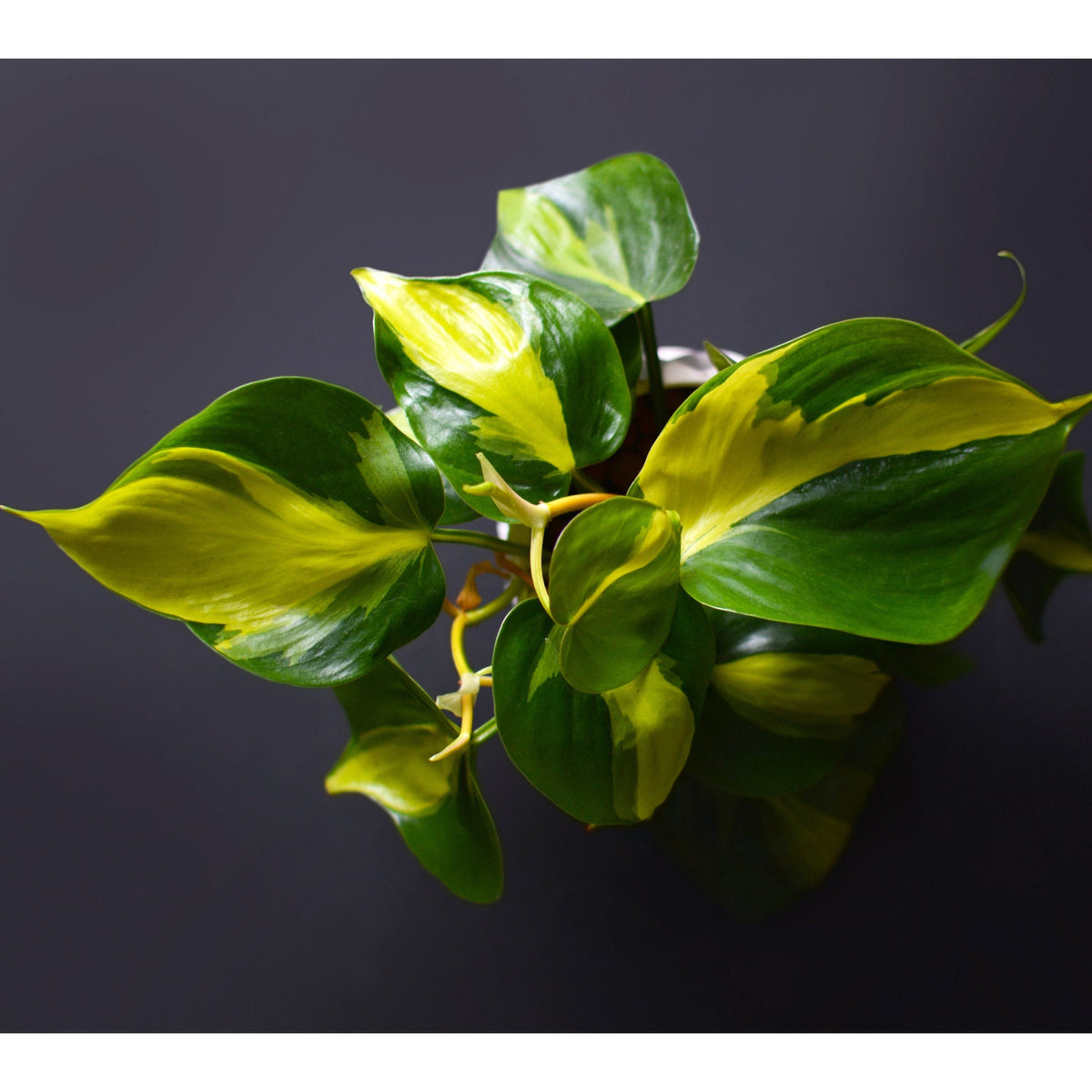 Pothos Scindapsus lot de 3 | Pothos Marble queen | Pothos Brazil | Scindapsus N-Joy monjungle