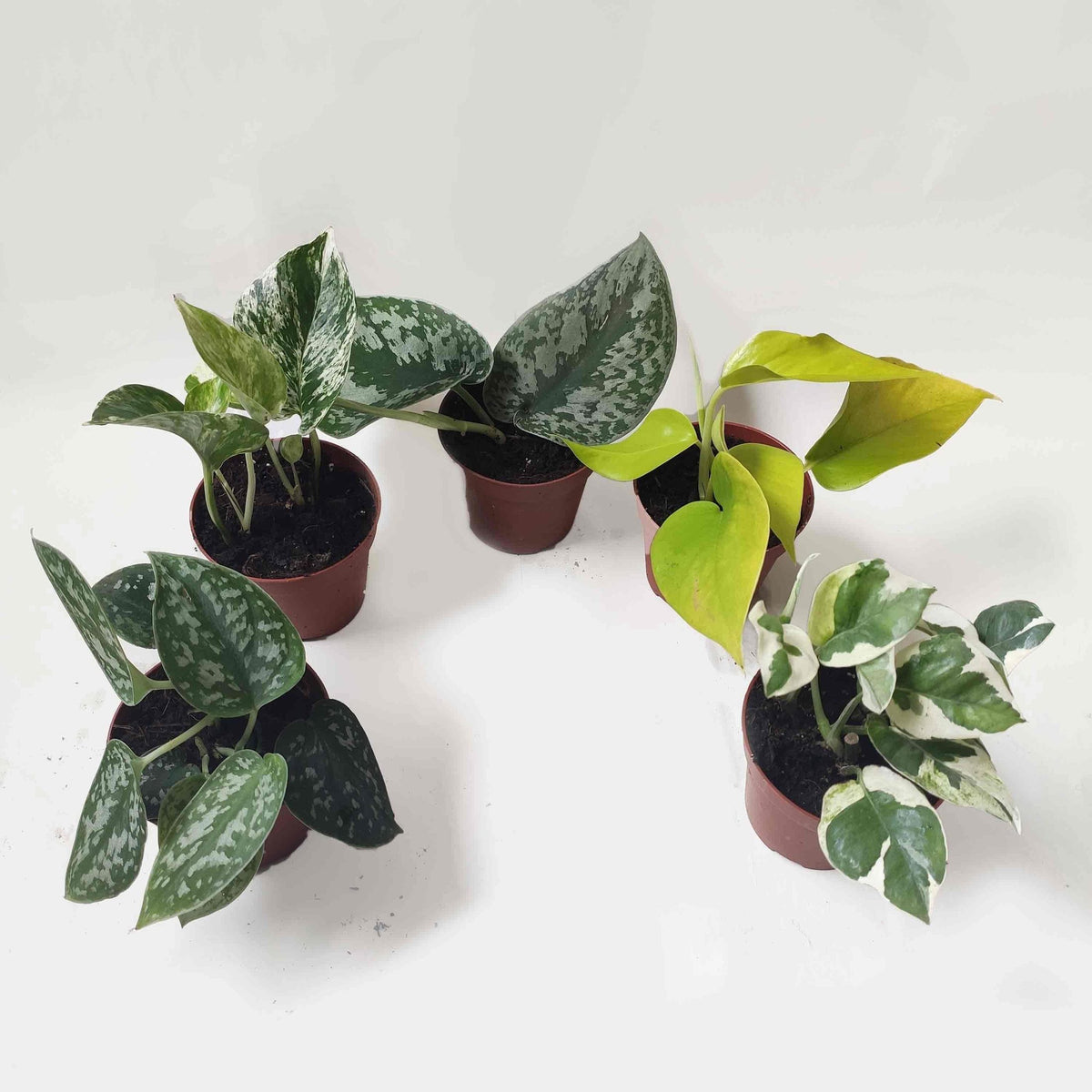 Pothos/ Scindapsus lot de 5 | Pothos Marble queen | Scindapsus N-Joy | Scindapsus pictus ARGYRAEUS | Trebie Scindapsus | Neon Pothos monjungle