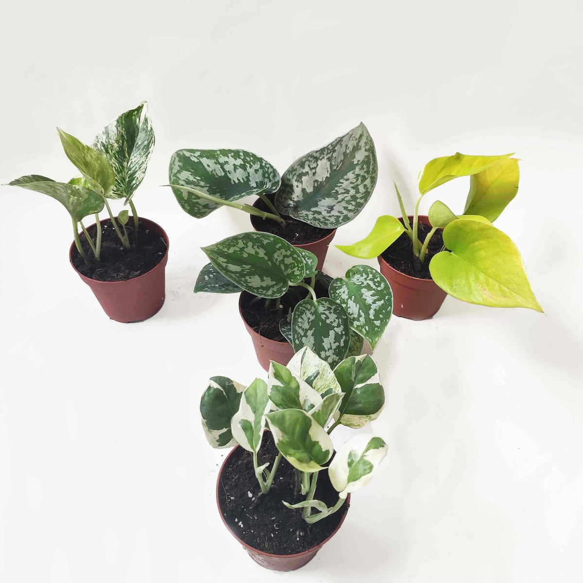 Pothos/ Scindapsus lot de 5 | Pothos Marble queen | Scindapsus N-Joy | Scindapsus pictus ARGYRAEUS | Trebie Scindapsus | Neon Pothos monjungle