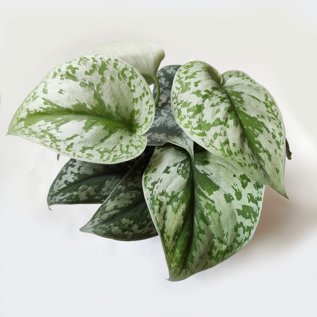 Pothos/ Scindapsus lot de 5 | Pothos Marble queen | Scindapsus N-Joy | Scindapsus pictus ARGYRAEUS | Trebie Scindapsus | Neon Pothos monjungle