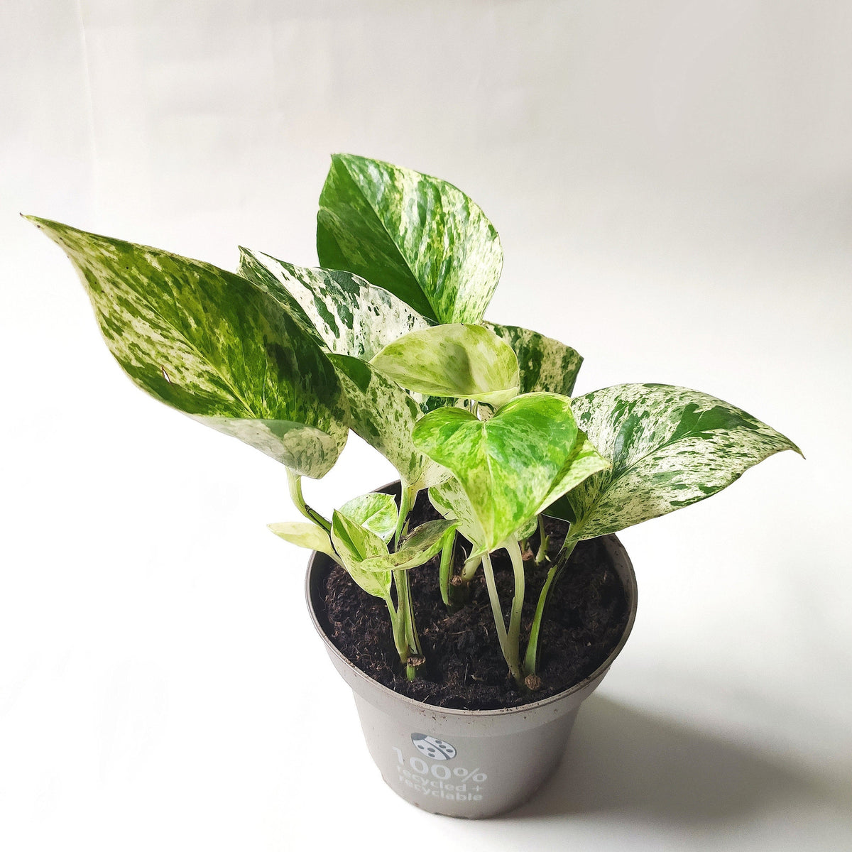 Pothos/ Scindapsus lot de 5 | Pothos Marble queen | Scindapsus N-Joy | Scindapsus pictus ARGYRAEUS | Trebie Scindapsus | Neon Pothos monjungle