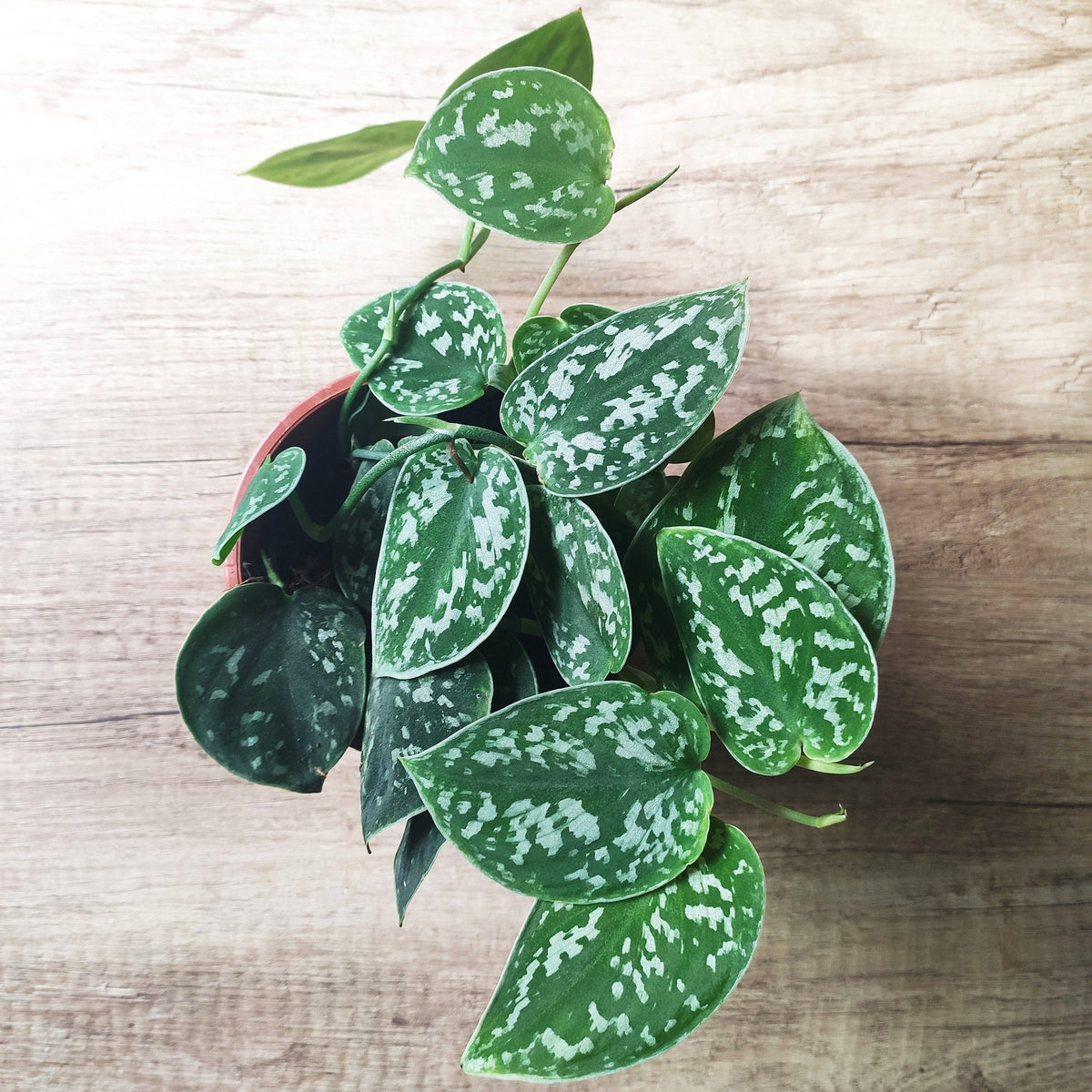 Pothos/ Scindapsus lot de 5 | Pothos Marble queen | Scindapsus N-Joy | Scindapsus pictus ARGYRAEUS | Trebie Scindapsus | Neon Pothos monjungle