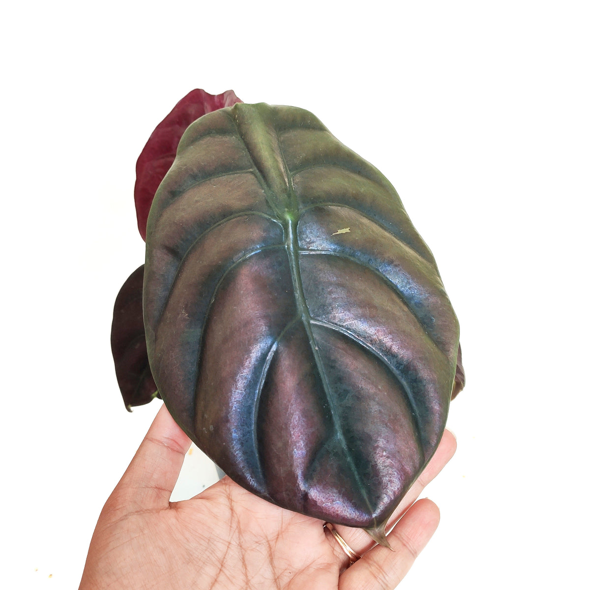 Alocasia- Cuprea RED SECRET S monjungle