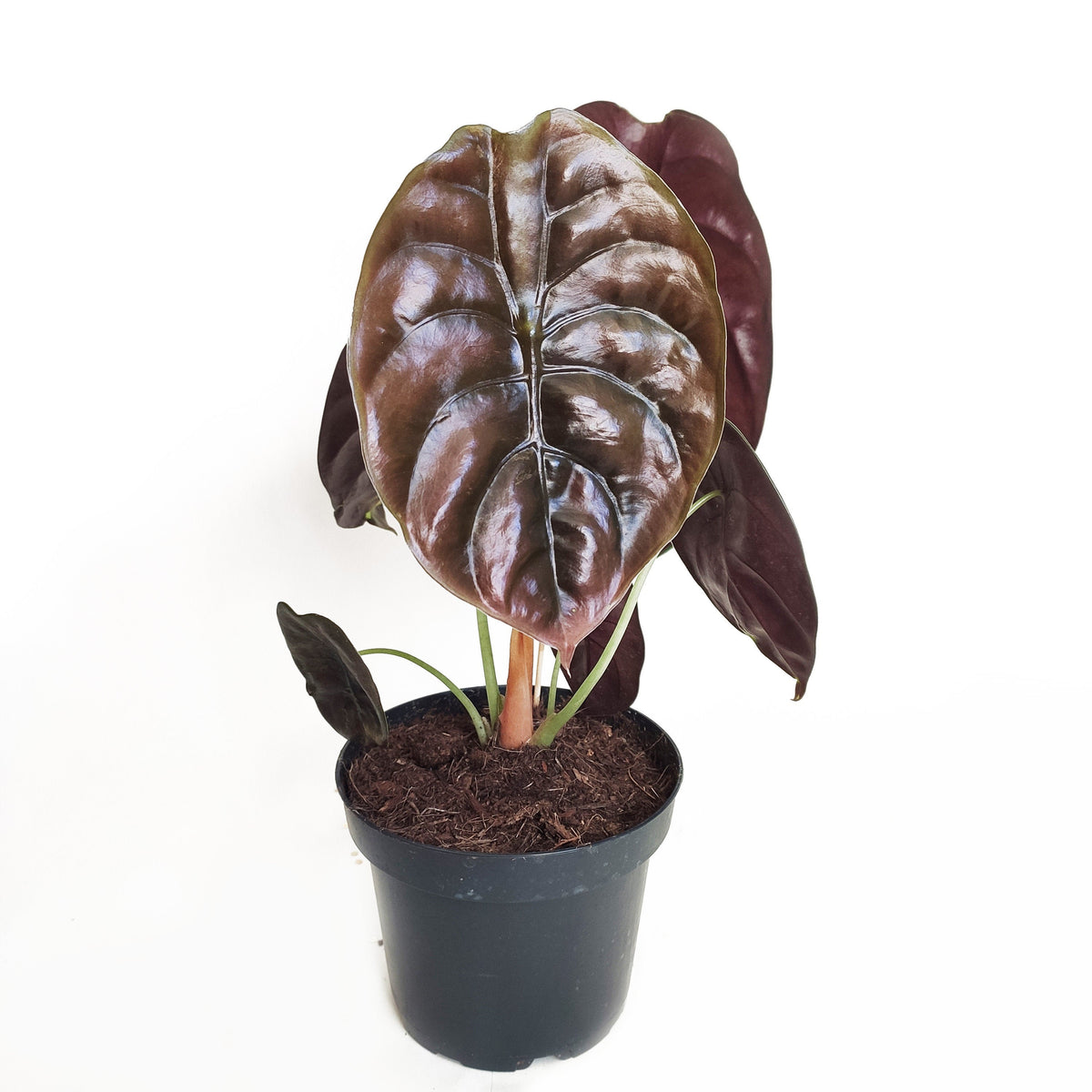 Alocasia- Cuprea RED SECRET S monjungle