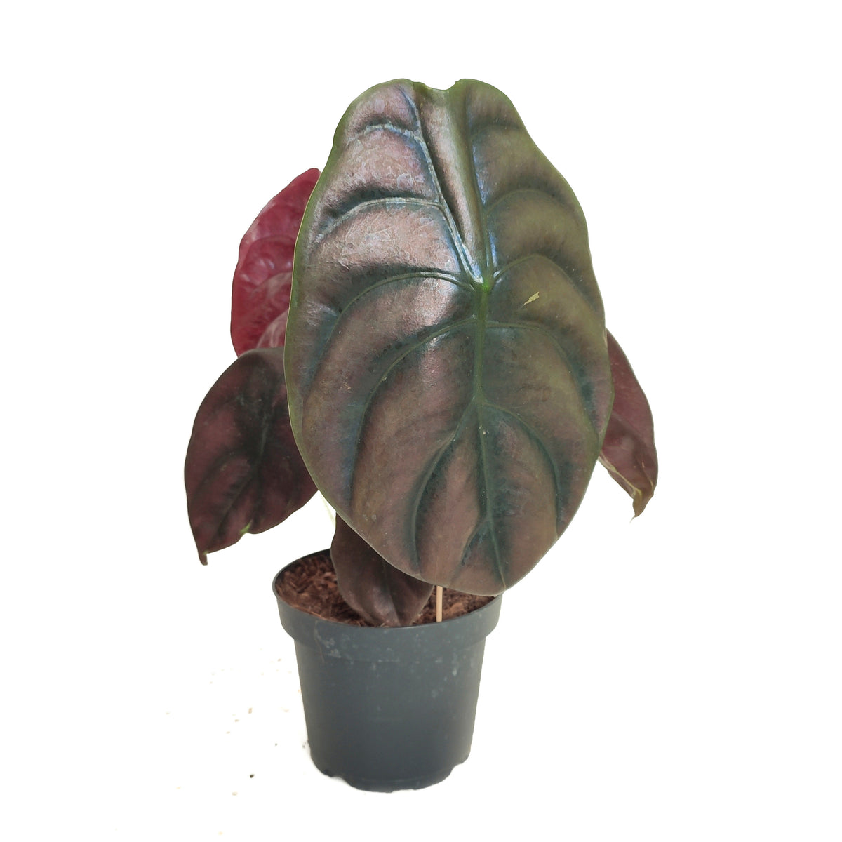 Alocasia- Cuprea RED SECRET S monjungle