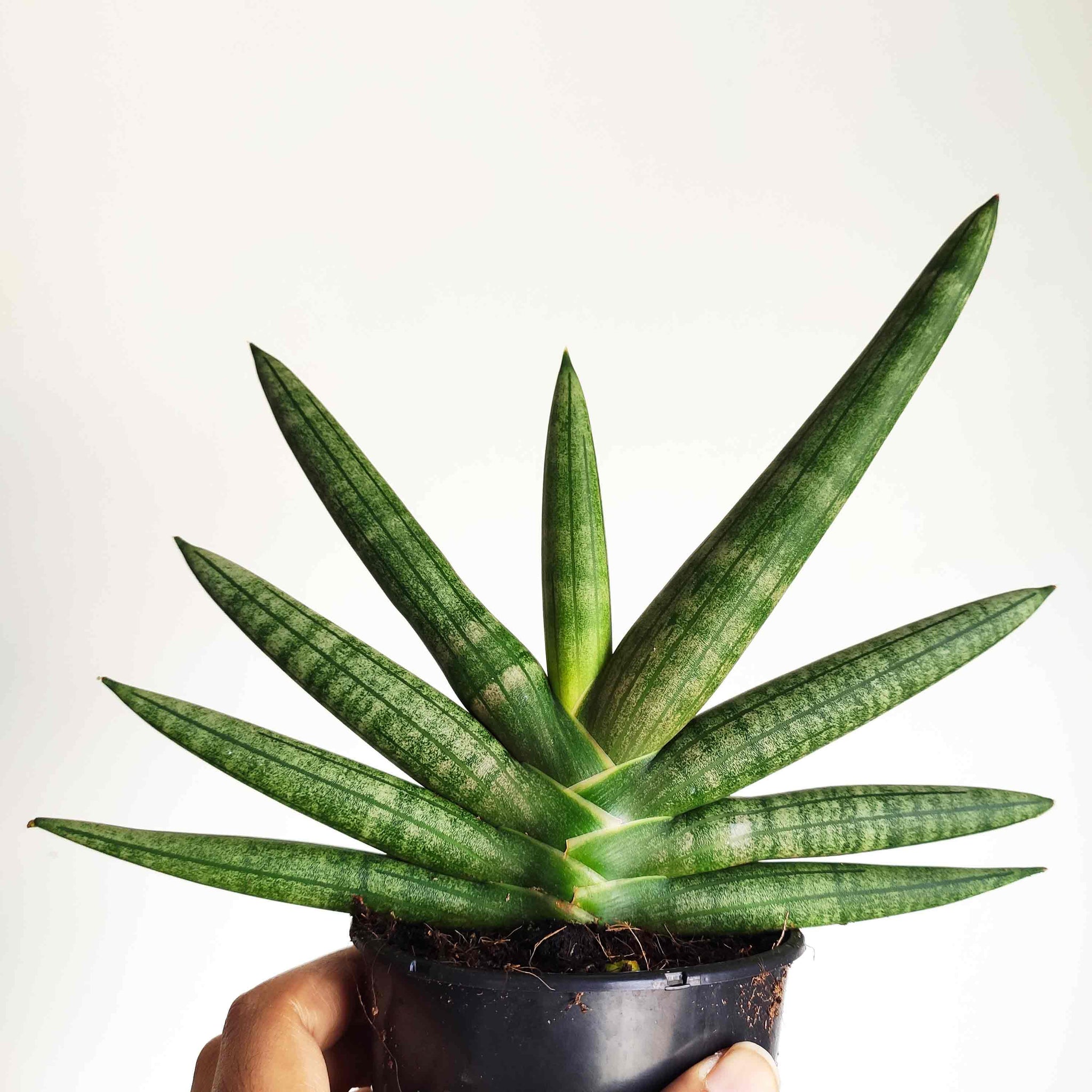 Rare Sansevieria cylindrica- Tiara Dino Green - Plante d'intérieur très facile - monjungle