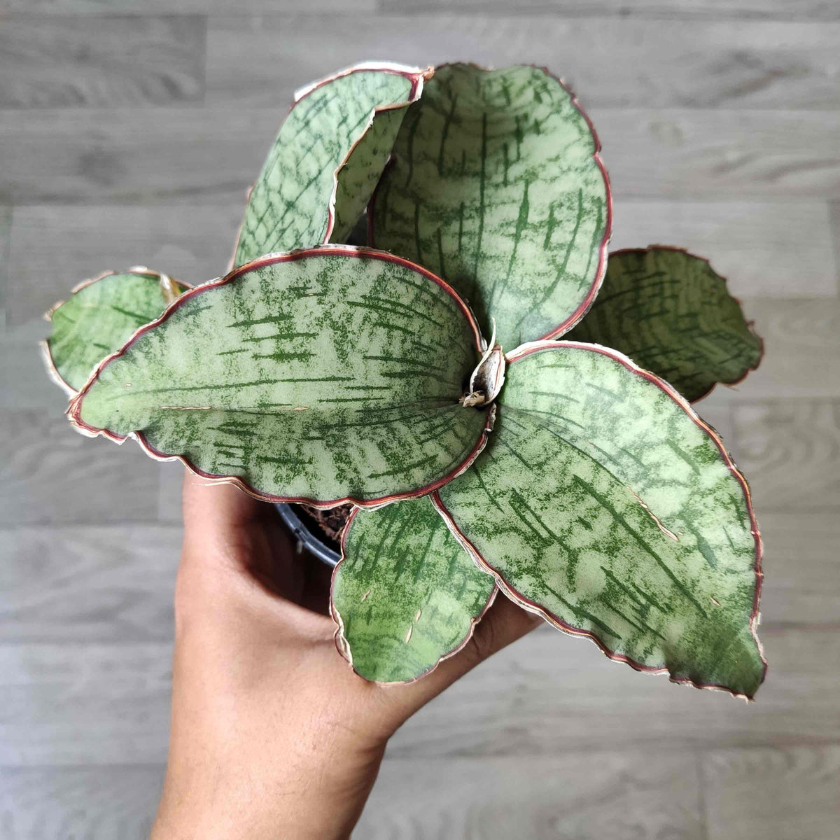 Rare Sansevieria 'Star Green Granite'- Plante d'intérieur de SANSEVIERIA- Plante rare d'intérieur monjungle