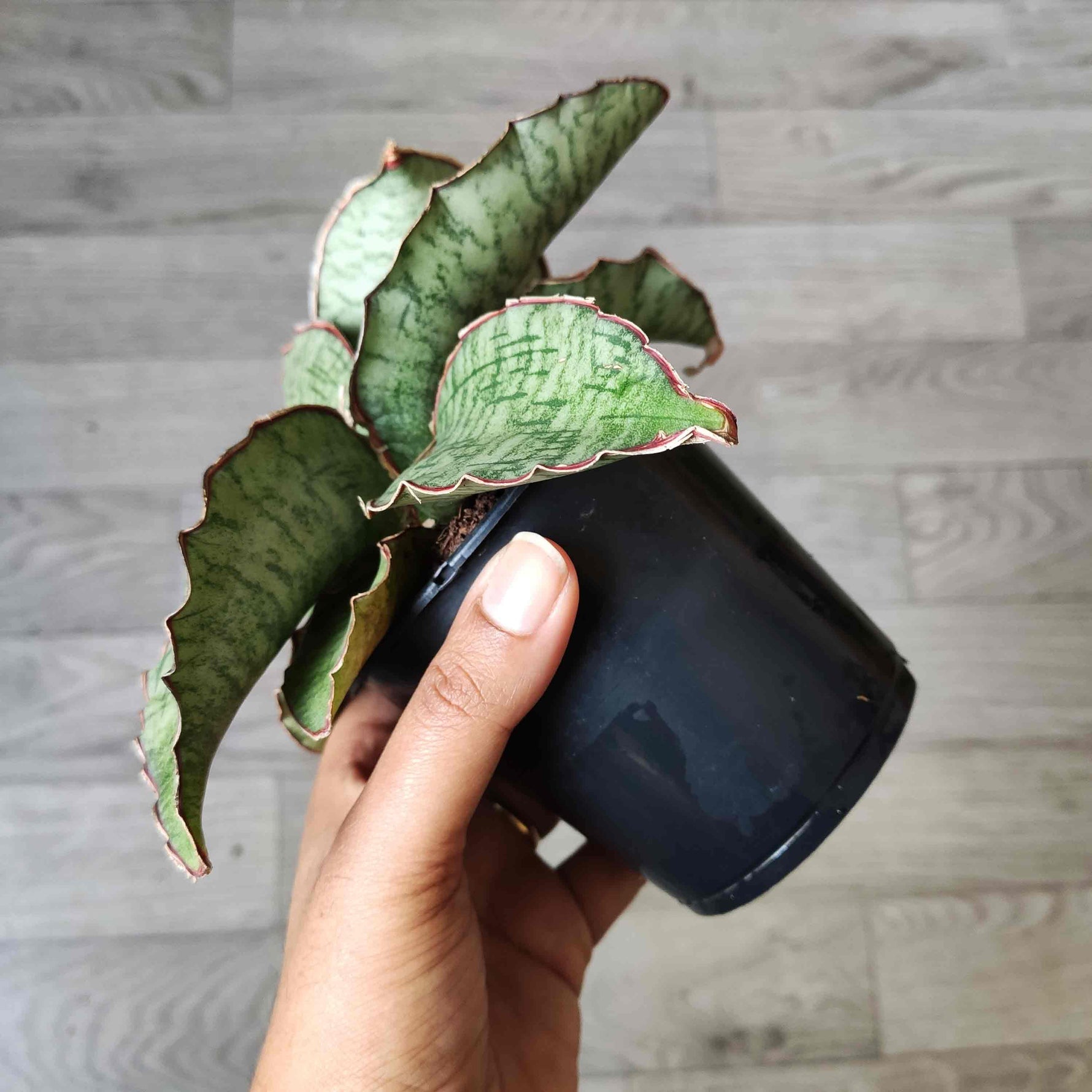 sansevieria star green granite Sansevieria Star Green Granite
