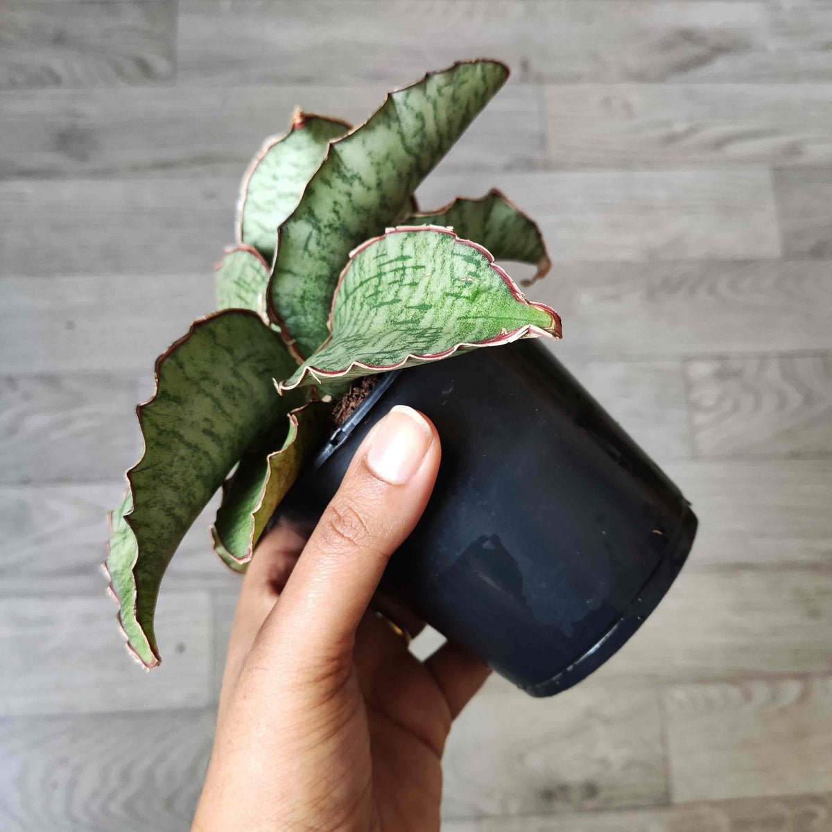 Rare Sansevieria 'Star Green Granite'- Plante d'intérieur de SANSEVIERIA- Plante rare d'intérieur monjungle