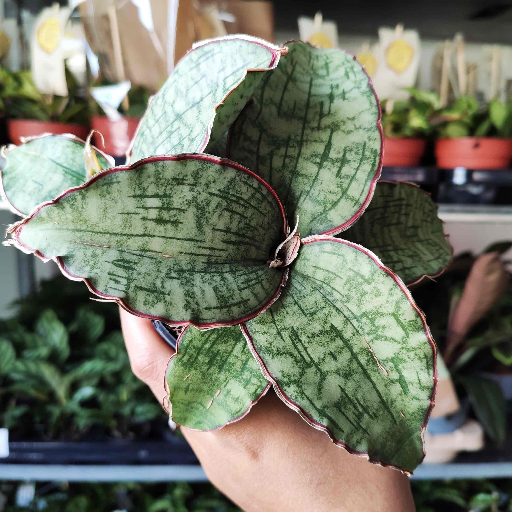 sansevieria granite Sansevieria Star Green Granite