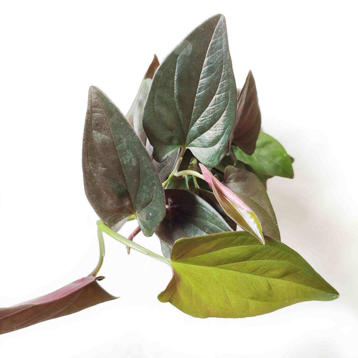 Syngonium Erythrophyllum "Llano Carti RD" monjungle