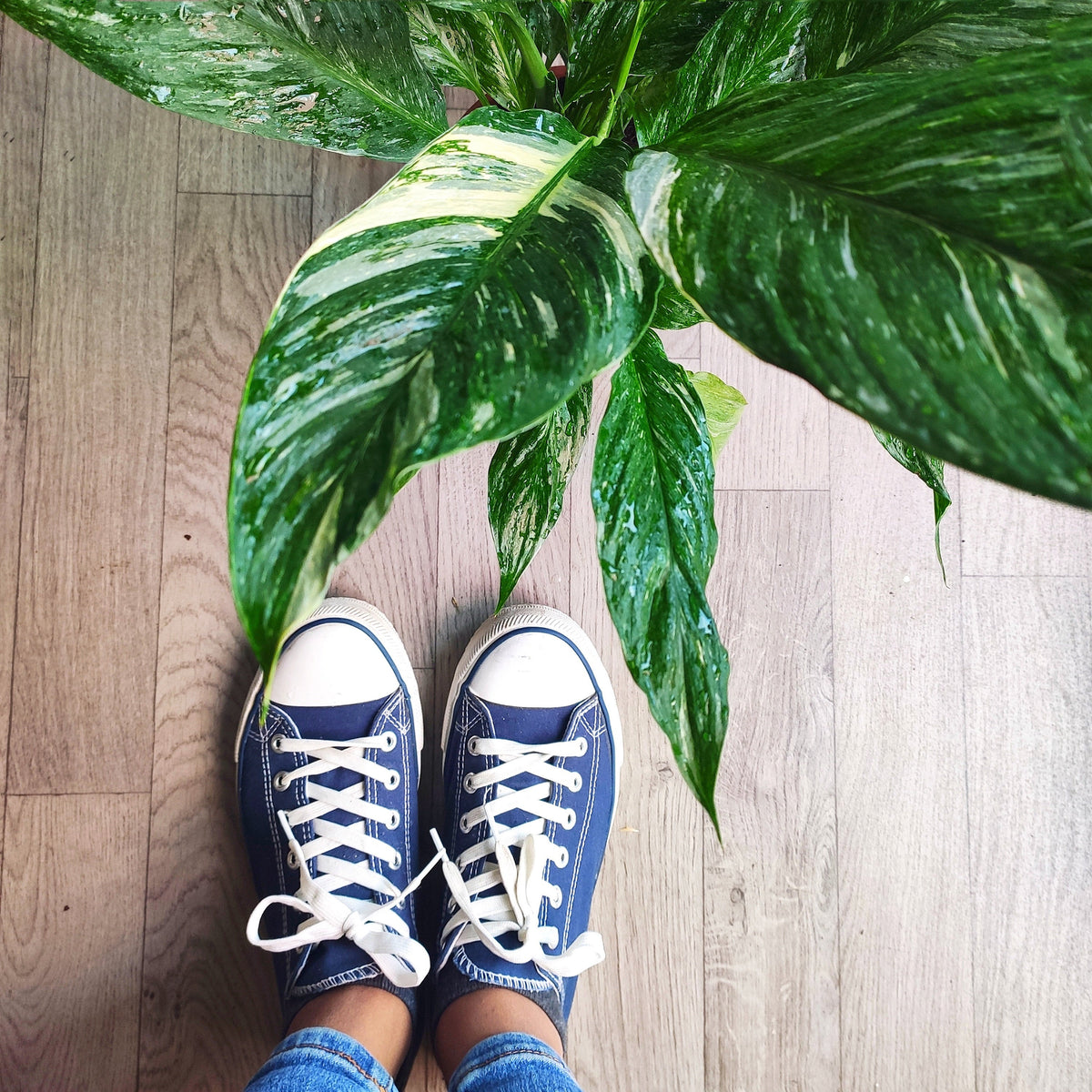 spathiphyllum domino variegata - Plante d'intérieur avec plusieurs feuilles et système racinaire très bien développée- Paix lily Variegata monjungle