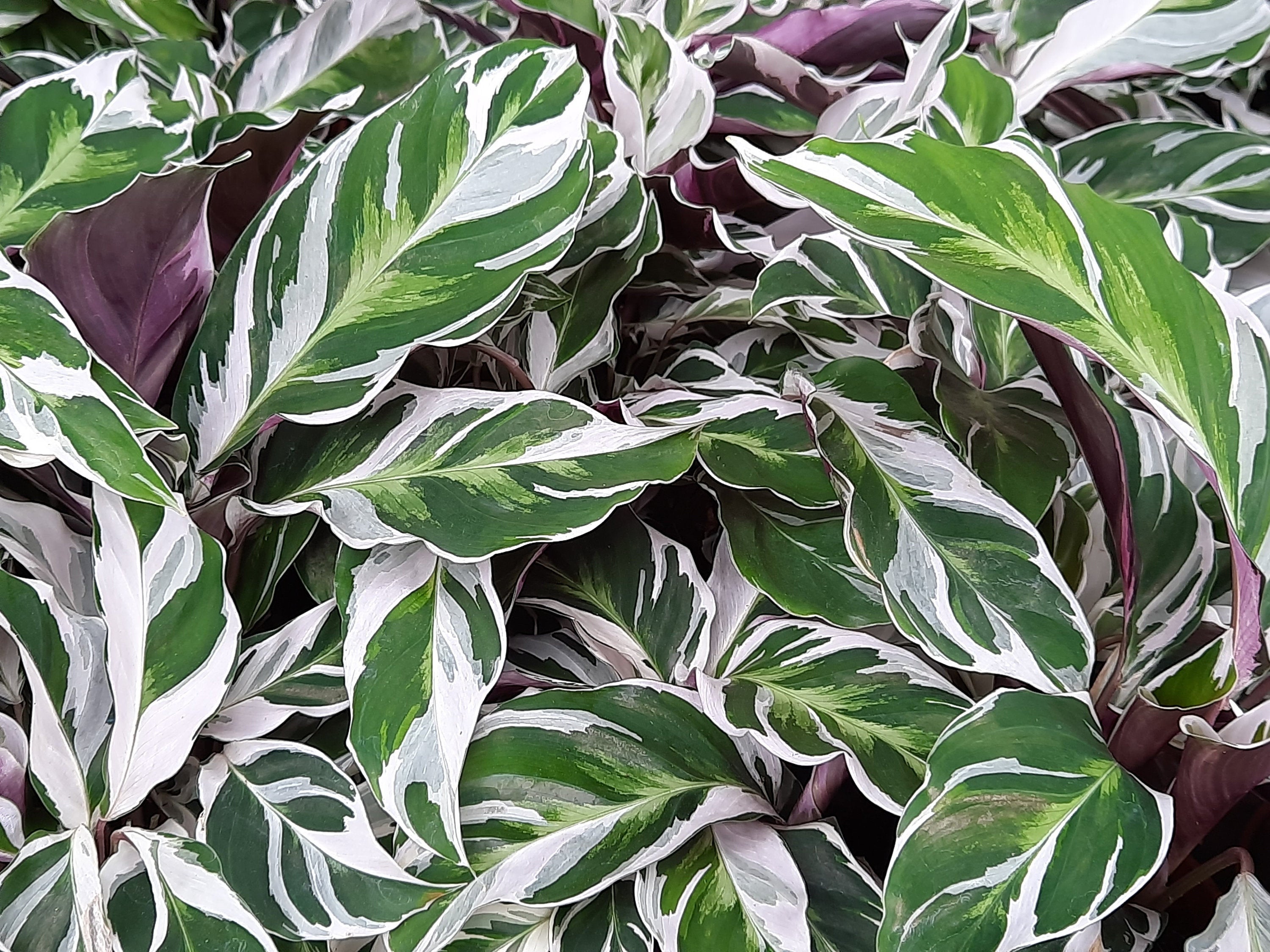 Calathea White Fusion S monjungle