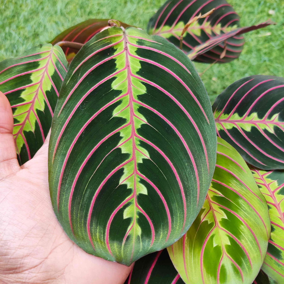 Maranta leuconeura fascinator monjungle