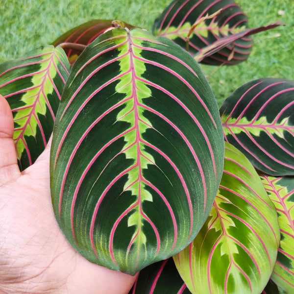 Maranta leuconeura fascinator - Very beautiful cutting rooted in Maranta land prious plant - monjungle