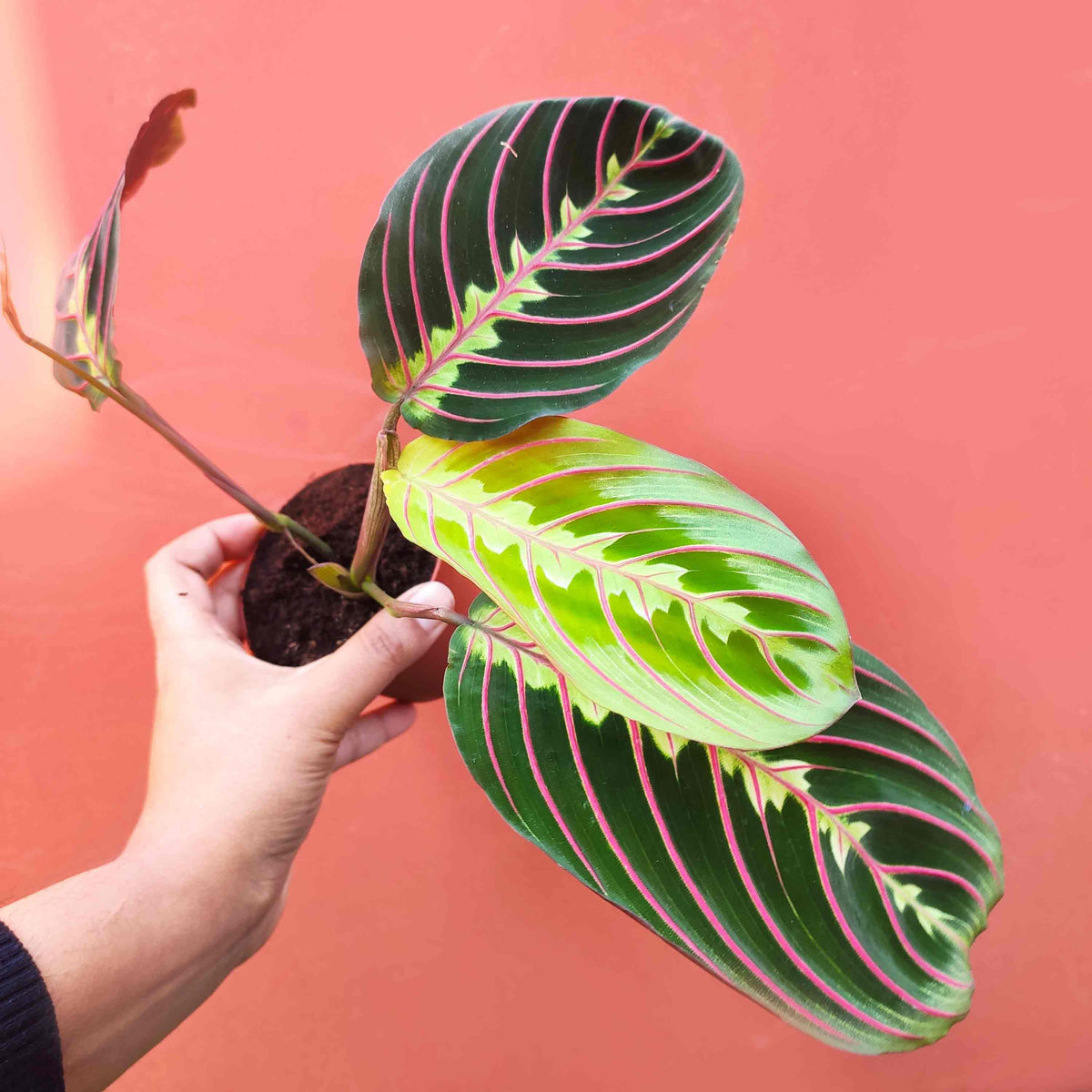 Maranta leuconeura fascinator monjungle