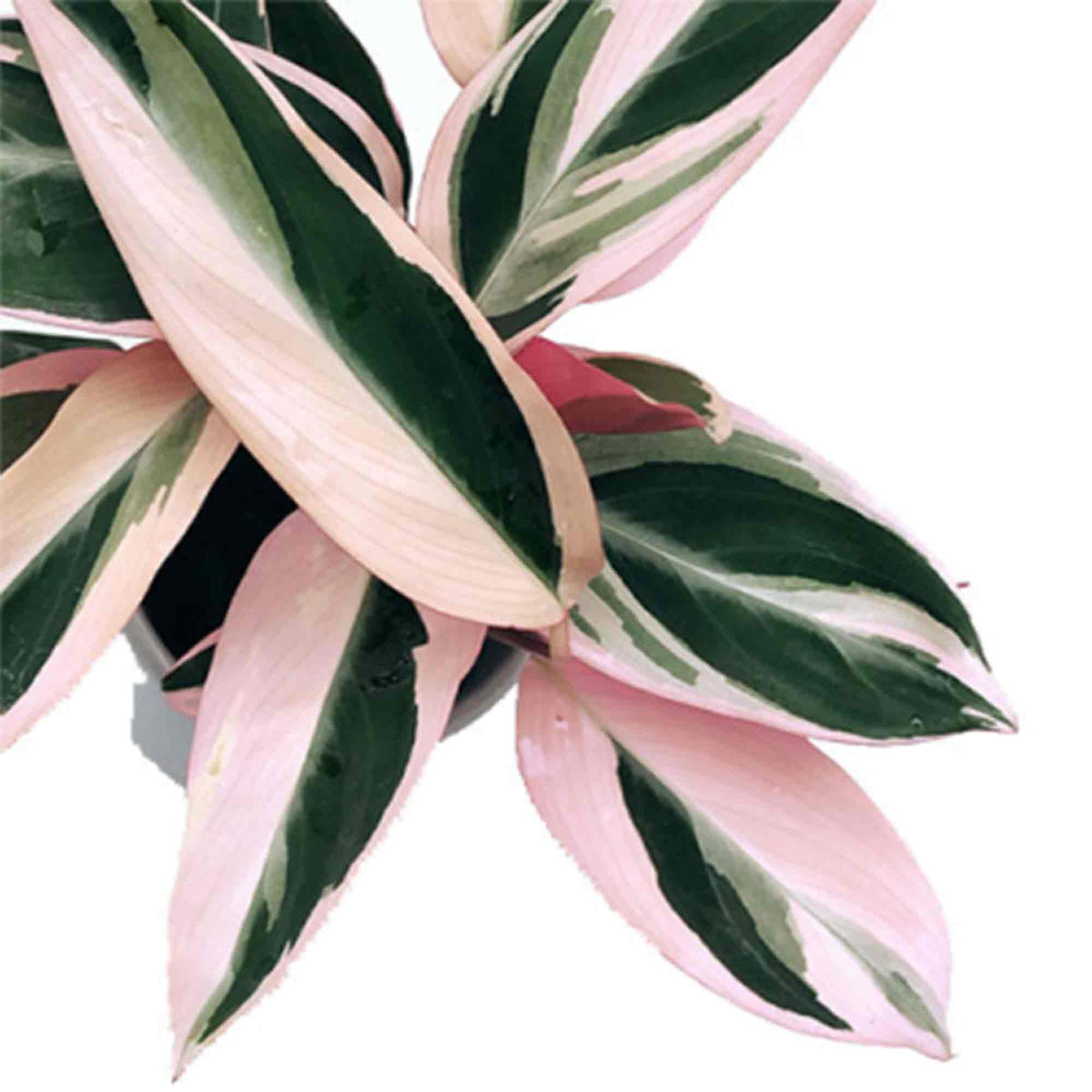 Calathea Triostar monjungle