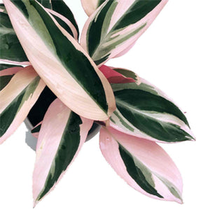 Calathea Triostar bouture about 3-5 leaves, easy house plant, White home plant - monjungle