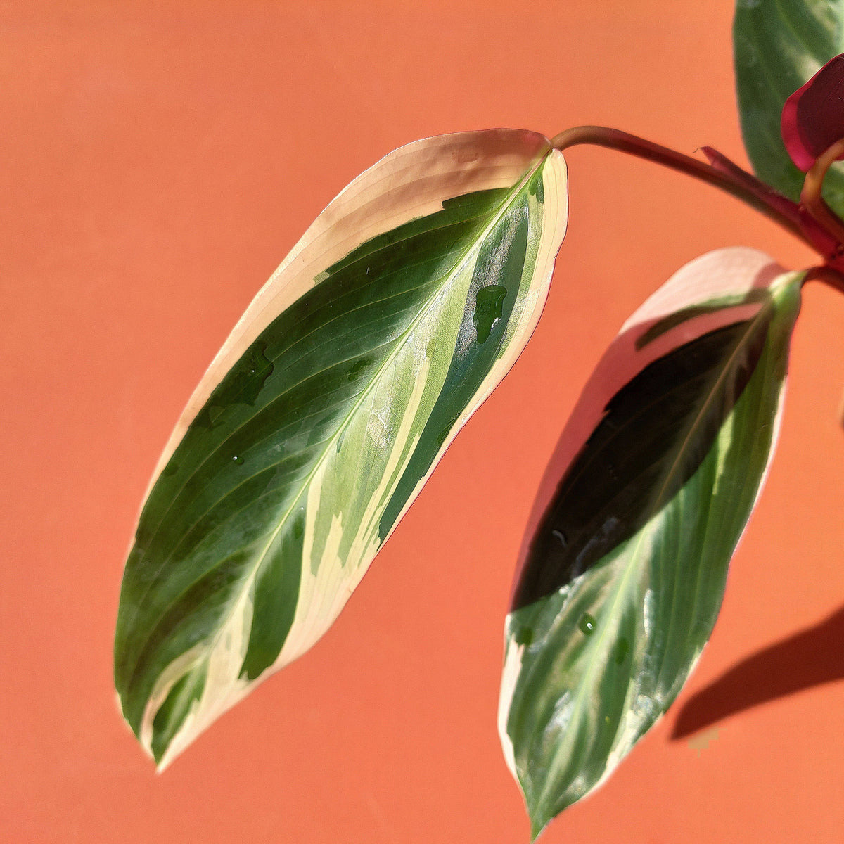 Calathea Triostar monjungle