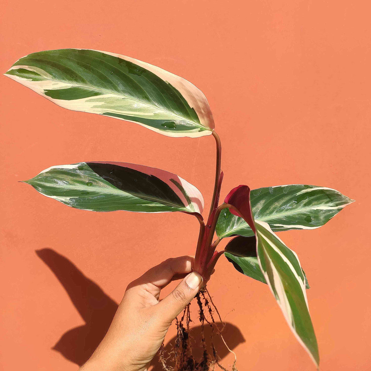 Calathea Triostar monjungle