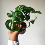 Rooted cutting 6/10 leaves of Monstera adansonii- Easy houseplant for beginners- Monkey mask- Swiss cheese plant - monjungle
