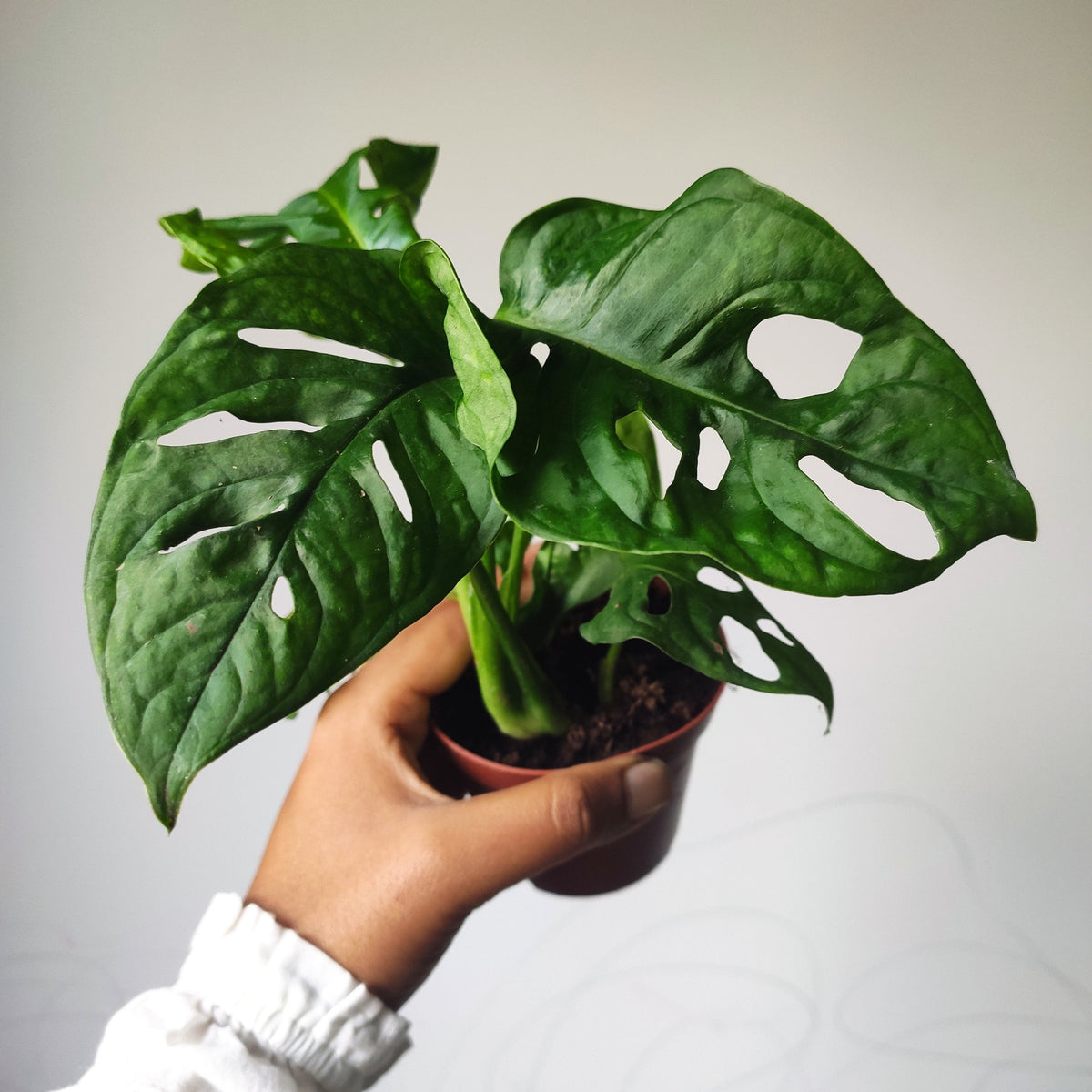 Bouture Monstera Adansonii monjungle
