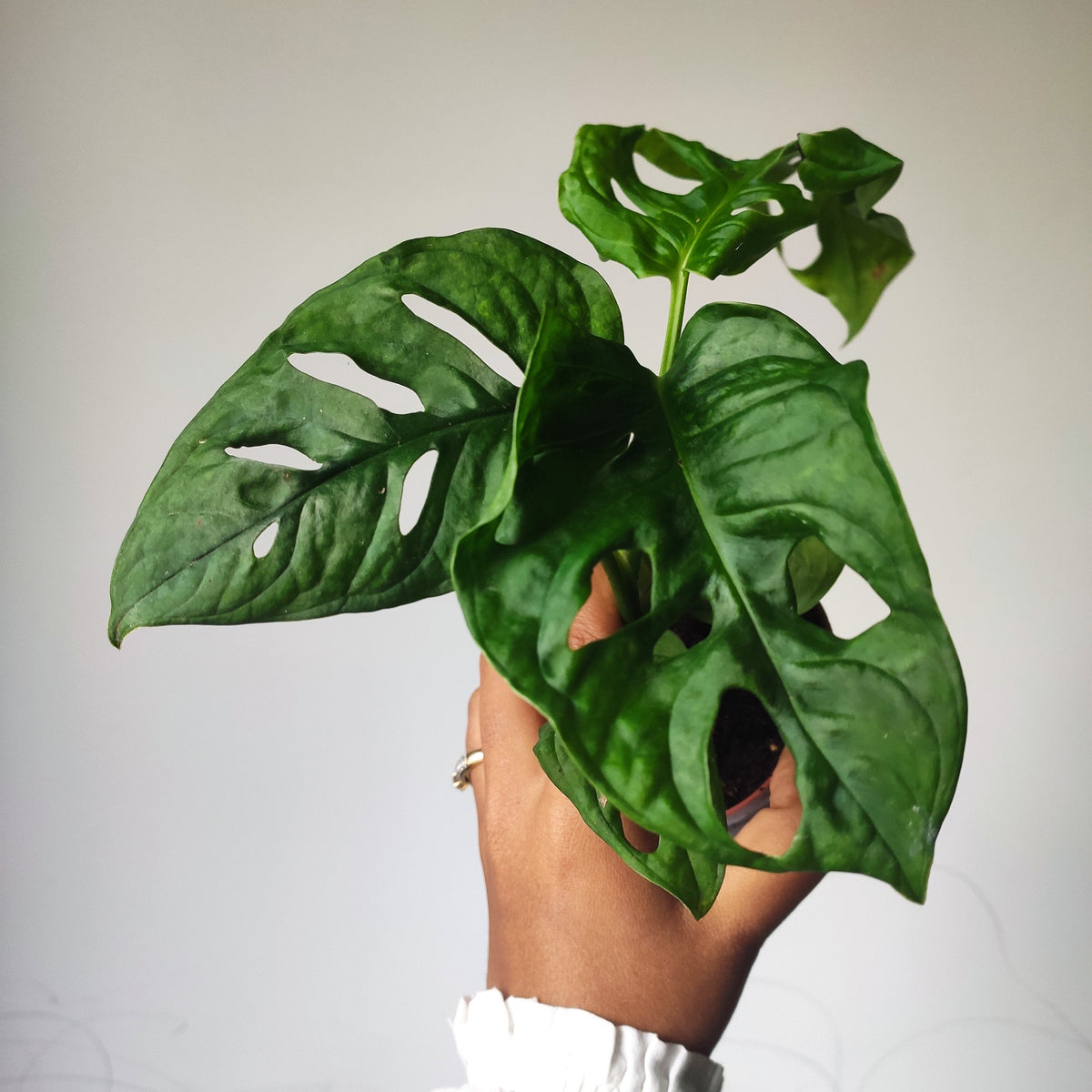 Bouture Monstera Adansonii monjungle