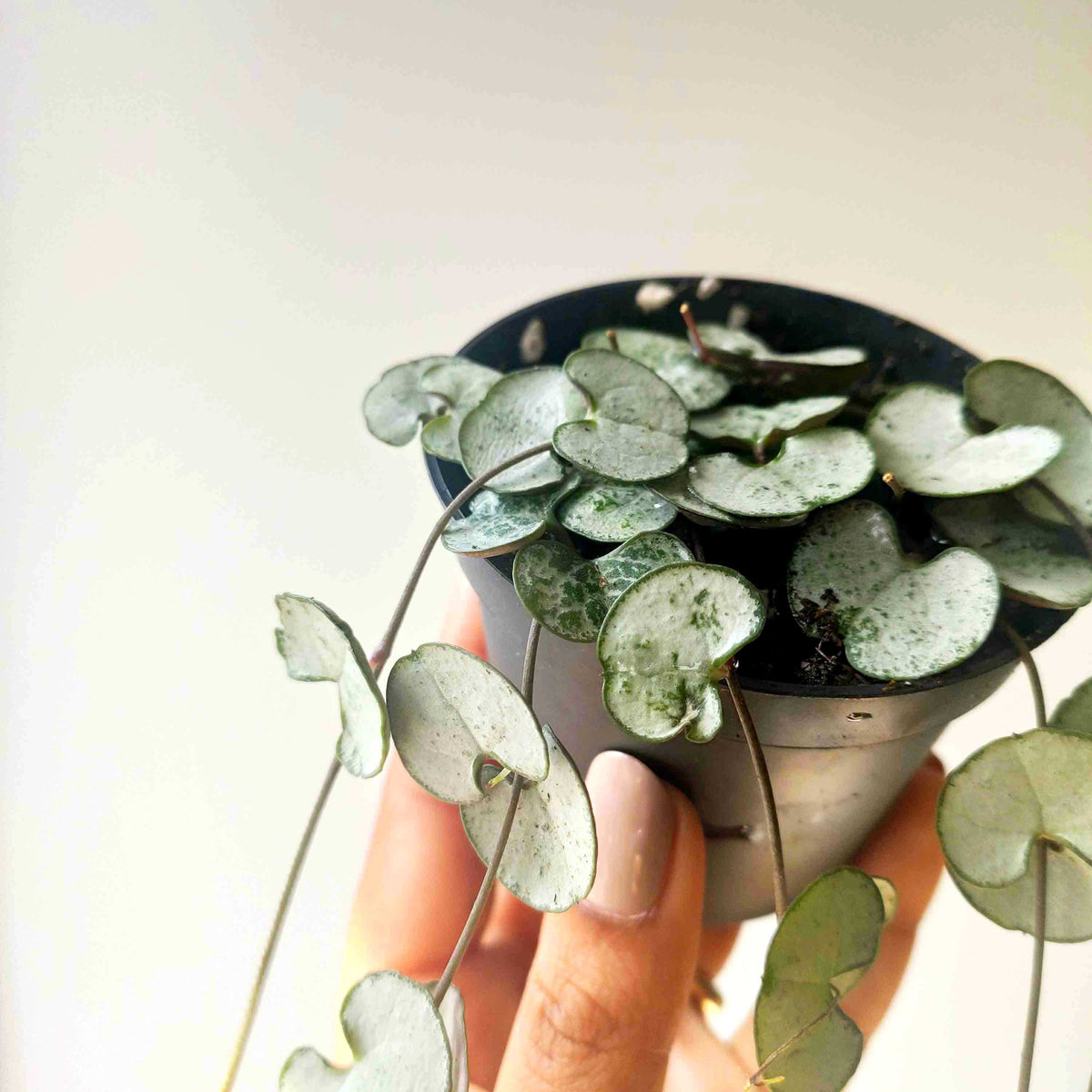 Ceropegia woodii Silver Glory monjungle